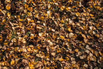 Dried leaves background in Autumn - 243178231