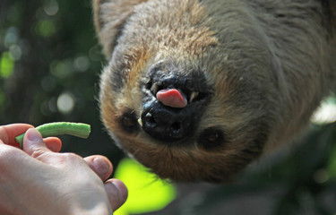 Sloth on the tree eating beans from the hands of people © Евгений Пушкарев