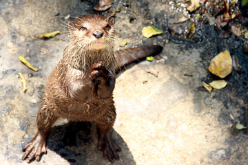 Otter stands on its hind legs and rubs its paws