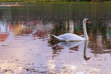 Two young swans swimming away looking backward.