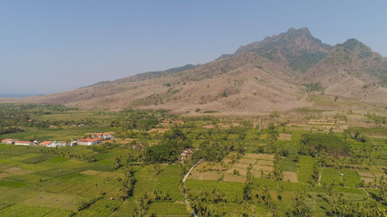 Fototapeta premium aerial view agricultural farmland with sown green,corn, tobacco field in countryside backdrop mountains. agricultural crops in rural area Java Indonesia. Land with grown plants of paddy