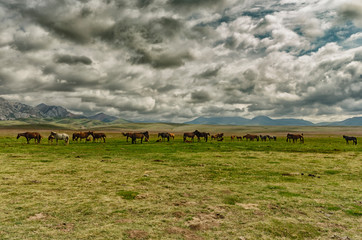 Grazing horses in Kyrgyzstan