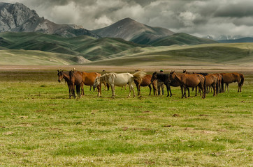 Fototapeta na wymiar Grazing horses in Kyrgyzstan