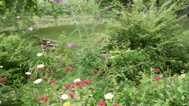 Whtie daiseys with red bee balm