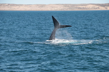 Naklejka premium Baleine franche australe