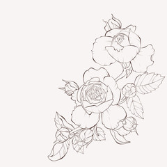 Fototapeta premium Vector rose flower . Element for design. Hand-drawn contour lines and strokes.
