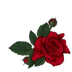 Beautiful red rose isolated on white. Perfect for background with flowers for Mothers Day.