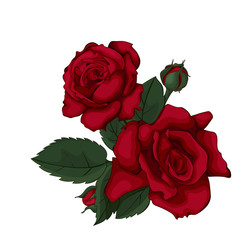 Beautiful red rose isolated on white. Perfect for background with flowers.