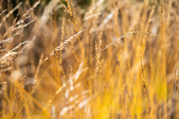 Fototapeta premium gold field