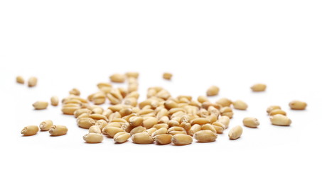 wheat grain macro isolated on white background 