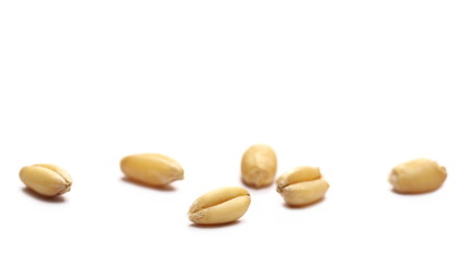 wheat grain macro isolated on white background 