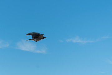 Crow flying against the blue sky