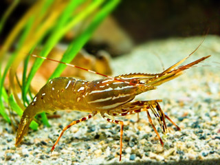 Live shrimp underwater
