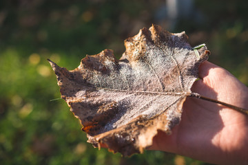 Hand holding a frozen brown leaf - 243181495