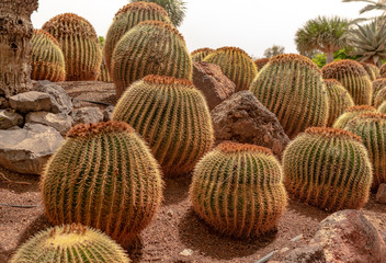 Beautiful and rare plants in a national park
