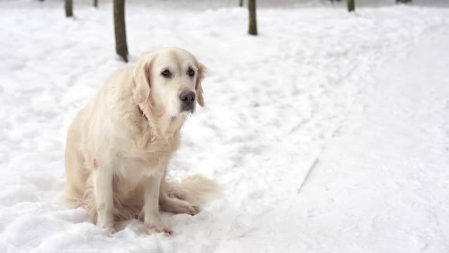 pets in nature - a beautiful golden retriever sits in a winter snow-covered forest