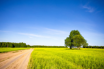 Beautiful summer landscape with road to the horizon and forest on a sunny day