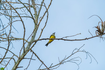 Bird resting on a tree