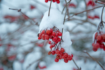 rowanberry covert with snow