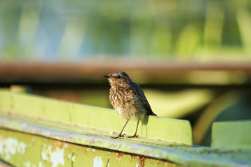 Bird lark close-up in the evening lighting.