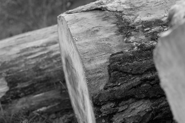 B/W Wood