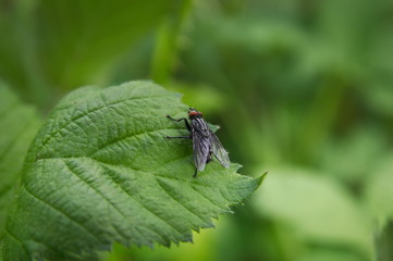 fly on a leaf
