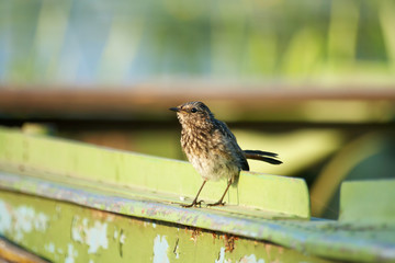 Bird lark close-up in the evening lighting.