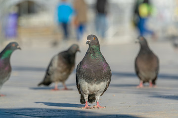 Colorful Doves, pigeons walking in the sun