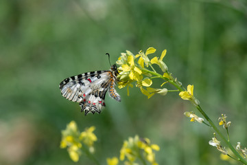Papilionidae / Orman Fistosu / / Zerynthia cerisyi