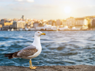 seagull standing sunset summer Istanbul