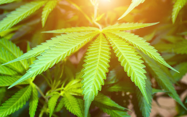 cannabis marijuana plant Spring sunset