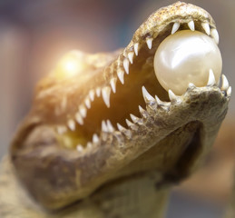 Pearl sunrise crocodile