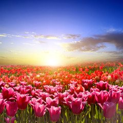 Fototapeta premium colored tulip fields in the Netherlands in spring at sunset