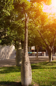 Tree Nature sunrise spring