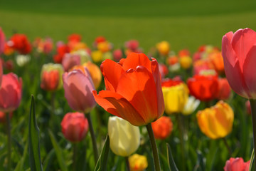 Tulpen - Tulipa