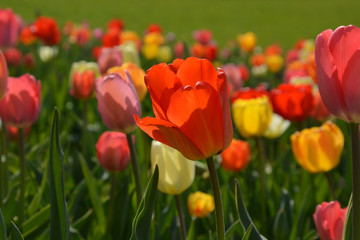 Tulpen - Tulipa
