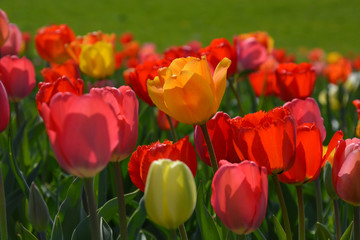 Fototapeta premium Tulpen - Tulipa
