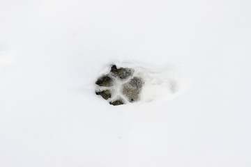 Snow dog track print surface texture