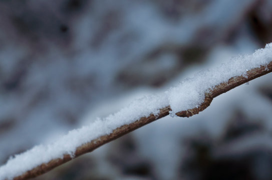 Frozen stick with snow, frusen gren med sn&ouml;