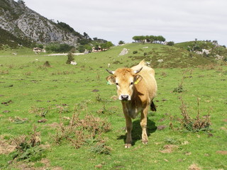 naturaleza asturias