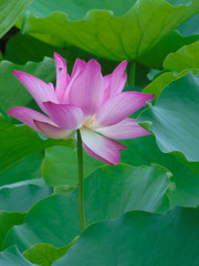 Obraz premium Flor de Lótus