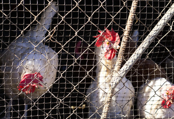 chickens locked in a cage