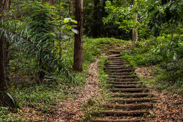 Trilha com escada natural em meio a parque na região da cantareira