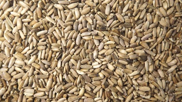 Herbal remedy silybum marianum, milk thistle seeds. Medical plant as food background or texture. Top down view. Natural treatment for liver problems