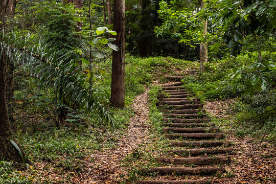 Trilha com escada natural em meio a parque na regi&atilde;o da cantareira