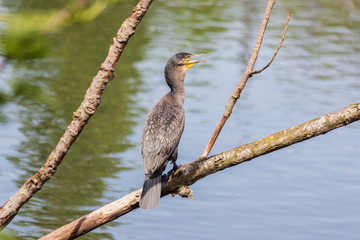 Kormoran sitzt auf einem Ast über dem Wasser und sonnt sich
