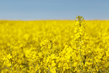 Obraz premium gelbes Rapsfeld mit blauem Himmel