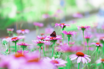 Viele Sonnenhut-Blüten mit einem Schmetterling