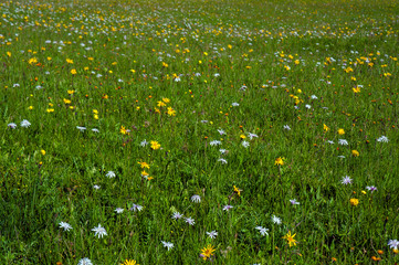 Green mountain meadow with colored mountain flowers as a background or texture. Medicinal plant Arnica (Arnica montana) blooms in alpine meadow.