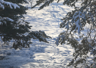 snowy path in the fir forest